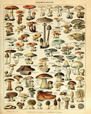 1800s Adolphe Millot Mushroom Illustration Giclee Print on Fine Art Paper