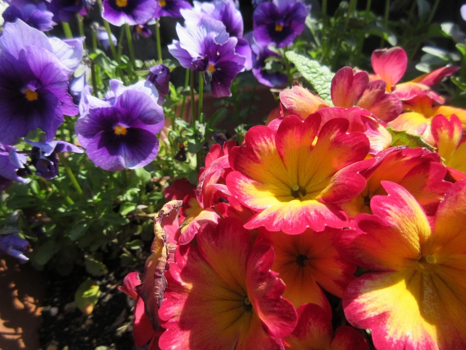 [ MINT ] Canon PowerShot IXY 650 / Elph 360 HS Compact Digital Camera English OK - Image 2 of 4