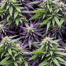 Universal Kush - 20" x 38" Hydrographic Film Hydro Dipping