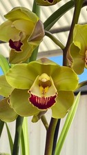 Cymbidium Valley den Hoogenbrand x Zenation 'Green Red Lip'  1 Gallon Pot