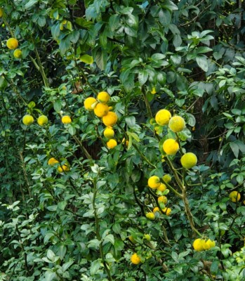 Hardy Orange Trifoliate Orange 2025 HARVEST FRESH 100+ STRATIFIED