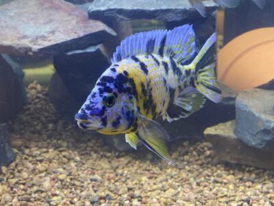 ABF Super Catfish Mix #2 Sinking Sticks - For Cichlids, Catfish, Shrimp & All Fish