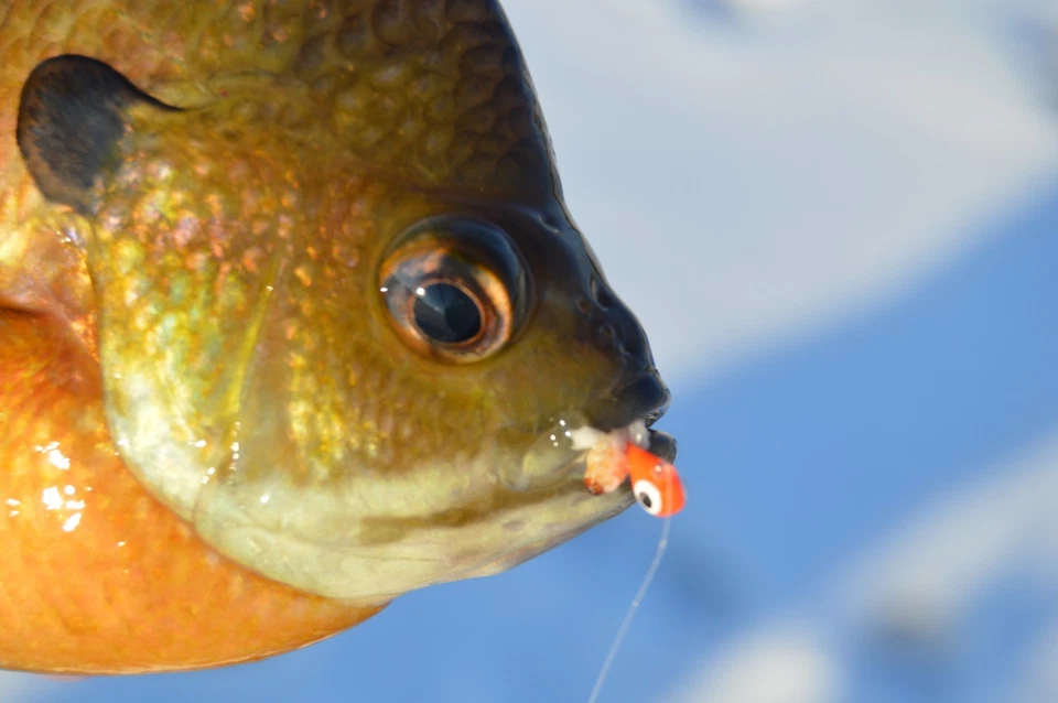 钨夹具 - 3 毫米、4 毫米、5 毫米、6 毫米 - Kenders 户外 冰钓/夏季钓鱼 — 第 3/4 张图片