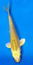 4" - 5"  DOITSU YAMABUKI OGON LIVE FRIENDLY KOI POND FISH RAVENWOOD KOI