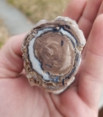 Nice Blue Forest Petrified Agatized Wood Limb WY Cut Polished Beautiful Display