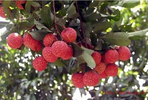 tropical fruit plants
                                    click here