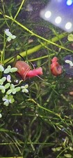 7 Red Ramshorn Snails