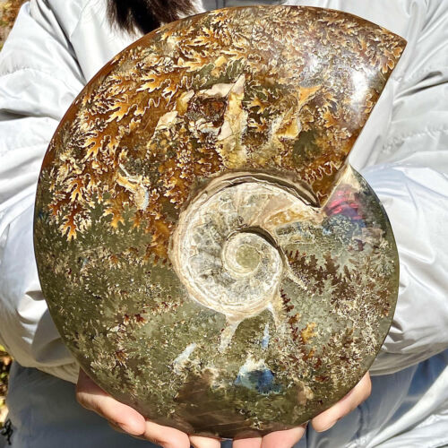 3.68LB Natural colour conch Ammonite specimens of Madagascar - 第 2/12 張圖片