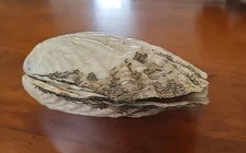 Vintage Large 5 X 4" Matching Natural Clam ? Shell Whole 1 PC 