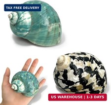 Natural Hermit Crab Shells 2Pcs, Large 3.15-4.33in