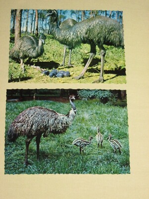 EMUS and CHICKS~AUSTRALIA~2 Vintage Postcards~Frank Park Photo~Unposted~FreeSH