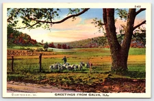 VINTAGE OLD OUTDOOR ANTIQUE POSTCARD IMAGE LAKE WATER MAN SHEEP ROAD TREES