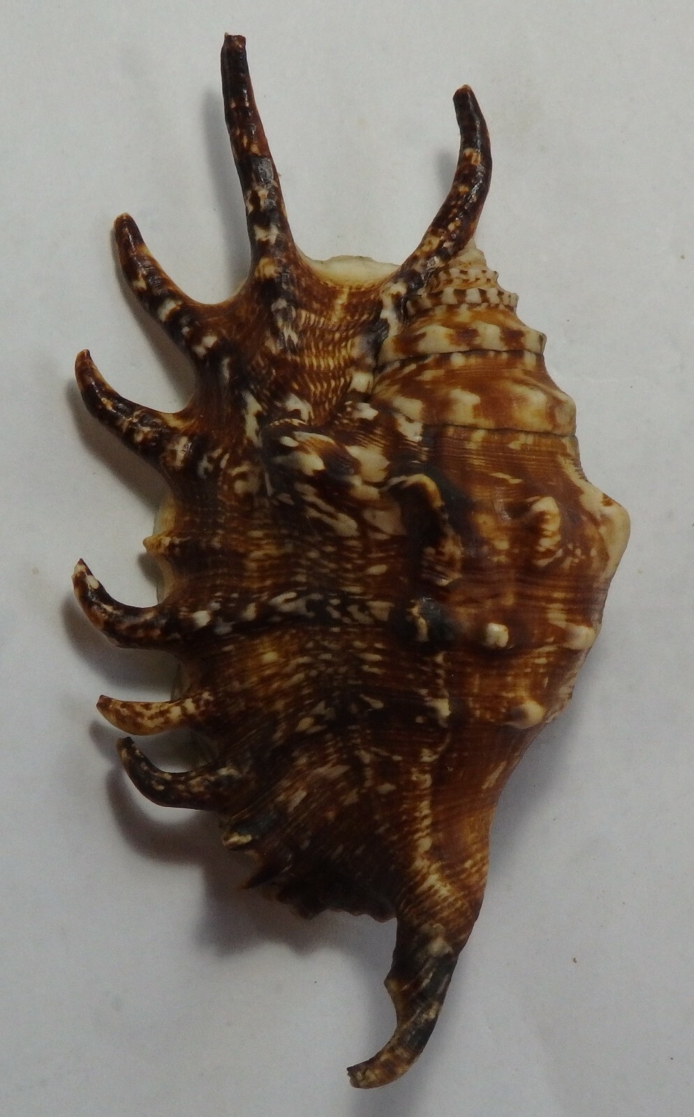 edspal shells Lambis vertriesti 131.6mm F+++ conchology gastropods