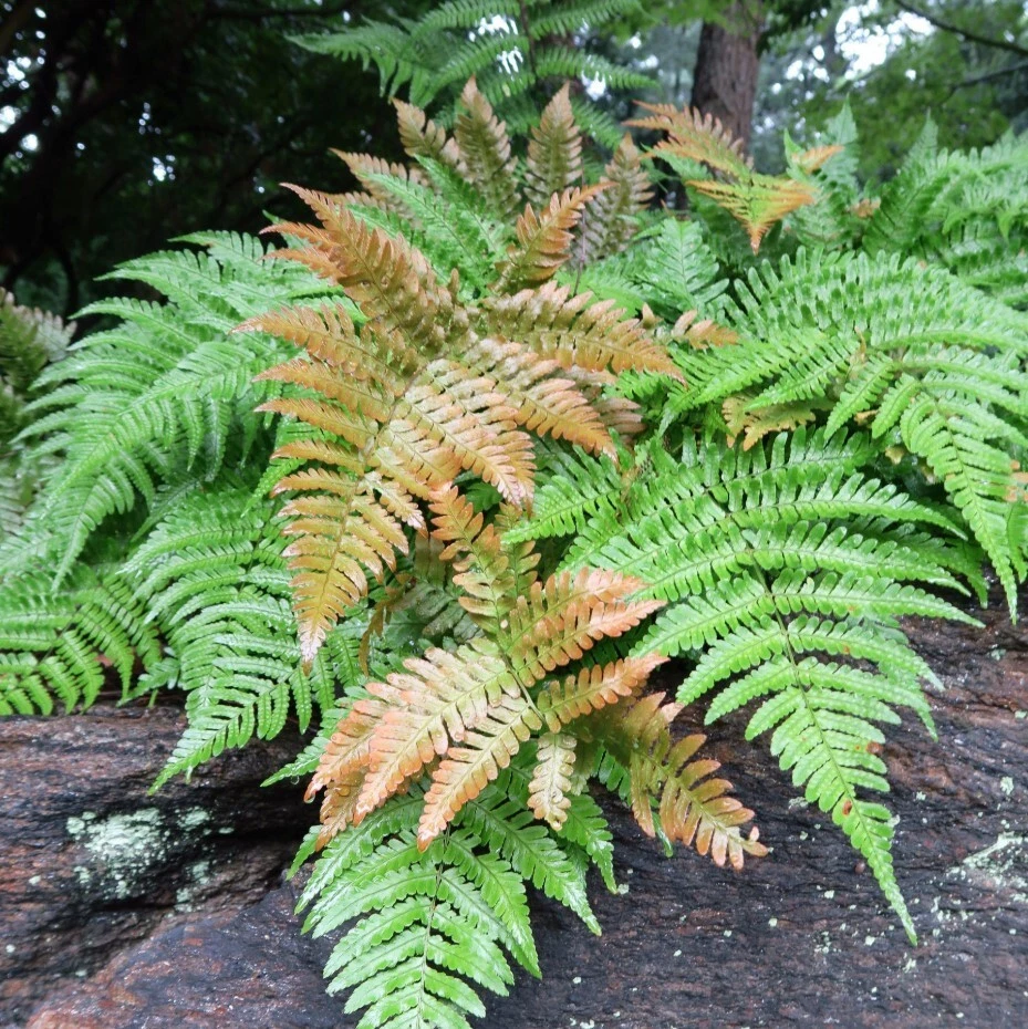 Autumn Fern Plants - 2" Pot - Japanese Shield Fern - Landscape Plants - Image 3 of 4