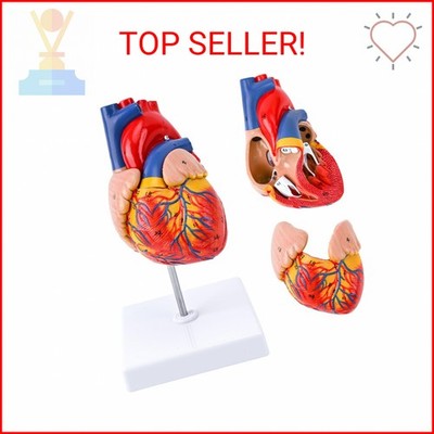 Life Size Human Heart Model, 2-Part Detachable Anatomical Heart Model with Magne