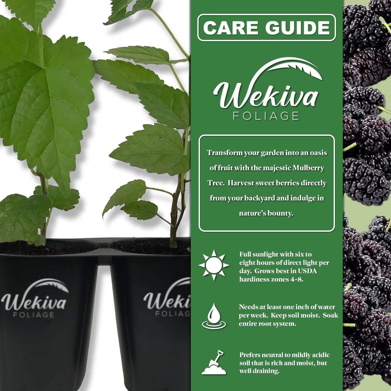 Mulberry Tree - 4 Live Starter Plants - Morus - Edible Fruit Tree