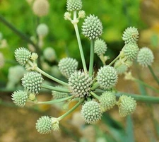 Rattlesnake Master Seeds for Planting (100+ Seeds) - Hardy Herbaceous Perennial 