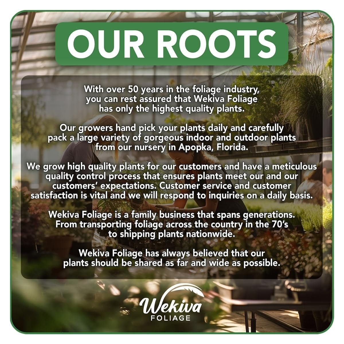 Mulberry Tree - 4 Live Starter Plants - Morus - Edible Fruit Tree