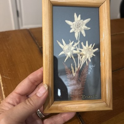 Edelweiss Flower Wall Art Brienz
