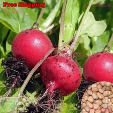 Radish, Champion Radish SEEDS | Red Round Radish SEEDS | Vegetable Seeds