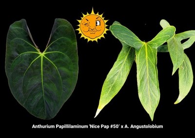 Anthurium Papillilaminum 'Nice Pap #50' x open (A60)