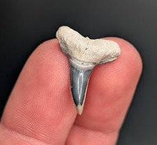 Breathtaking Lemon Shark Tooth BV Florida Gem Quality Fossil Megalodon Era