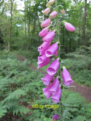 Photo 6x4 Foxglove Cowleaze Wood By a path among beech trees. c2021