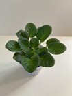 Hunter’s Cabbage Goddess, African Violet Plant, Semi-mini, Green!! — photo 2