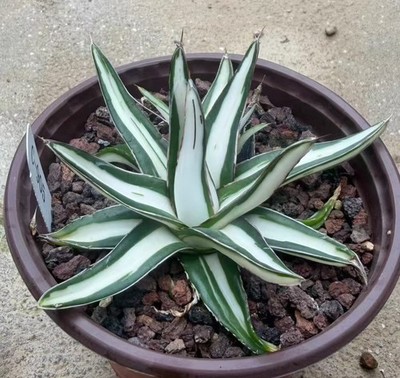 Sale Rare plant Agave VR White Rhino White mediopicta WYSIWYG Garden Decor