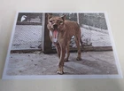 Tasmanian Tiger Thylacine - Postcard - National Film & Sound Archive - Australia