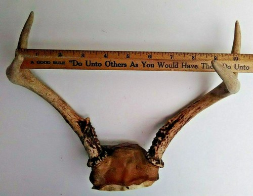 Vintage PA Whitetail deer antlers 4 pt. buck horns taxidermy crafts - 第 4/6 張圖片