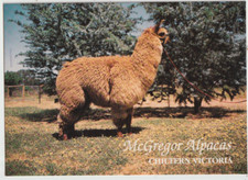 Australia VICTORIA VIC McGregor Alpaca Farm CHILTERN Albury Souv postcard c1970s