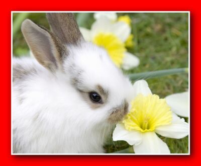Osterhase: 10''x8'' professionelles Foto