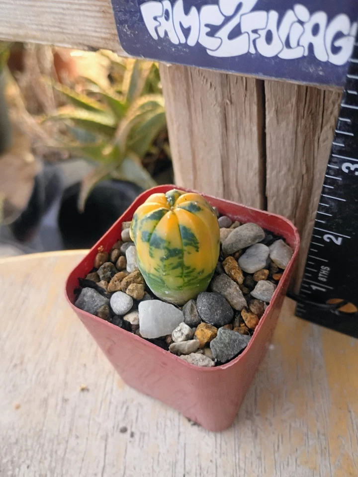 Astrophytum Asterias 'Variegated' Cactus - Image 2 of 2