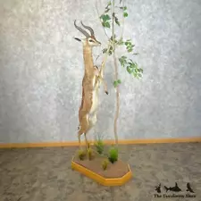 #25066 E+ | African Gerenuk Life Size Standing Taxidermy Mount Gazelle