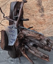 Echte-Moorkienwurzel vorgewässert klein, Pre...