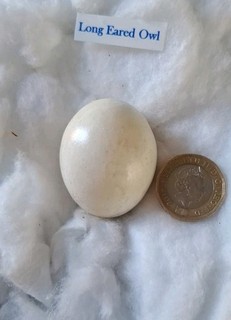 Replica Bird Egg Long Eared Owl