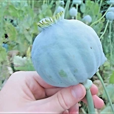 1000 Giant Rattle Poppy Seeds - P. Somniferum - Massive Seed Heads&Huge Blooms