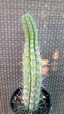 Cereus Chalaensis SS04 Echinopsis Columnar Cactus Plant 9H