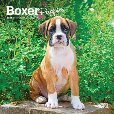 BROWNTROUT PUBLISHERS Boxer Puppies Mini Calendar 2026 - Dogs - Month To View