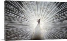 ARTCANVAS White Peacock Home Decor Canvas Art Print