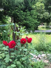 Dark Red Dahlias Flowers New Root  (1 Tuber) 2025