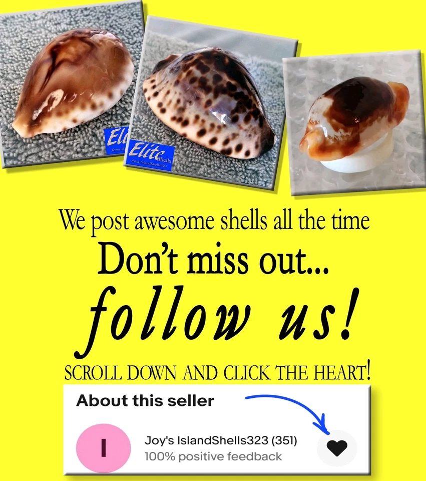 Cypraea tigris para Schilderiana #5 120,2 mm ¡ULTRA! BELLEZA GIGANTE de Hawaii Foto 4 de 4