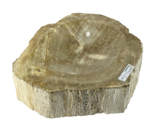 Orthoceras Fossilien Schale 11 Cm – Handgearbeitet Aus Echtem Naturstein