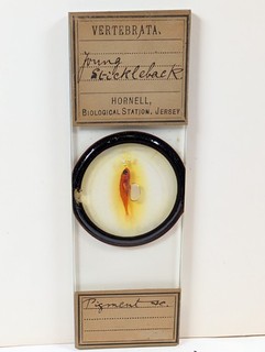 Antique Hornell Biological Station Microscope Slide Young Stickleback Vertebrata
