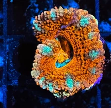 CE- WYSIWYG Royalty Acan Lord Micromussa - Live Coral Frag LPS SPS #R1A10