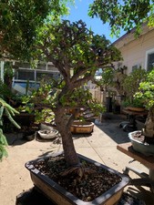 16 yrs Portulacaria Afra Bonsai Tree Live Jade Indoor and outdoor.
