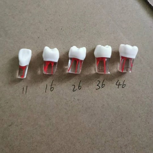Dental RCT Endo Practise Typodont Teeth Naturally Rooted 11# 16# 26# 36 ...