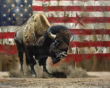 8x10 Matte Print Bison Pawing Ground with U.S. Flag Background