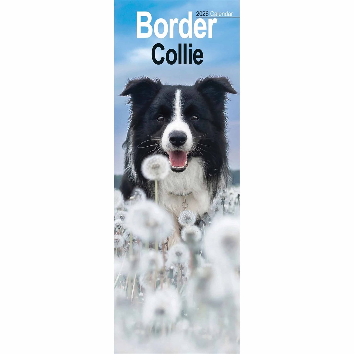 Border Collie Slim Calendar 2026, Wall Calendars, Month To View, Dogs, Gift